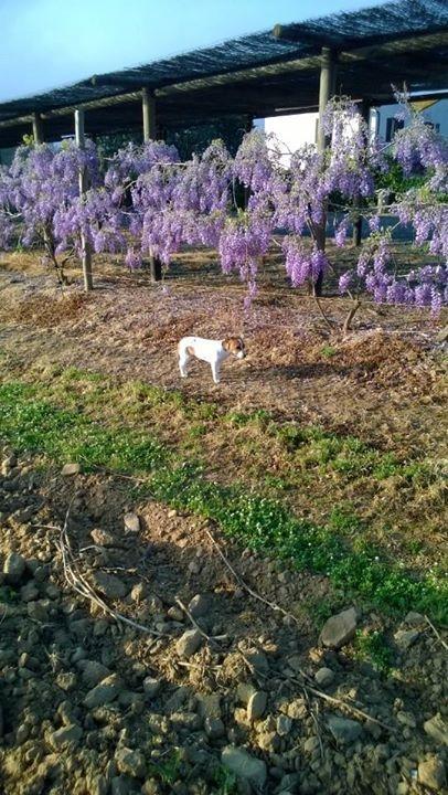 Agriturismo Valbona Βίλα Castiglione della Pescaia Εξωτερικό φωτογραφία